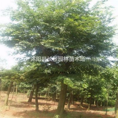 樂昌含笑種子什么價格？