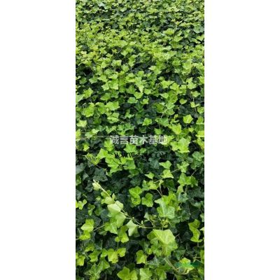 江蘇常州供應(yīng)紅葉石楠小毛球/金森女貞小毛球/金邊黃楊小毛球