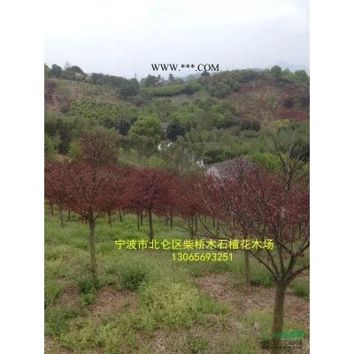 浙江寧波紅葉石楠柱批發(fā)|柴橋紅葉石楠柱便宜|紅葉石楠柱價(jià)*新