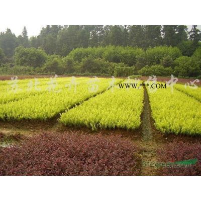 大小規(guī)格紅葉石楠基地 江蘇紅葉石楠價(jià)格
