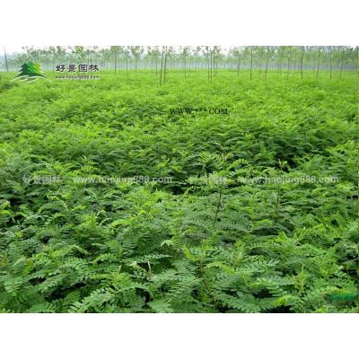 棕櫚價格_棕櫚基地_棕櫚產地_棕櫚綠化苗木苗圃基地