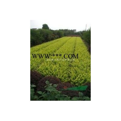 江蘇常州本地【大杯苗】基地批發(fā)，紅葉石楠，金森女貞，南天竹等