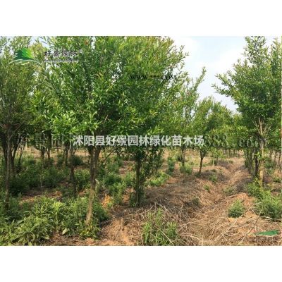 雜交馬褂木價格_雜交馬褂木產地_雜交馬褂木綠化苗木苗圃基地