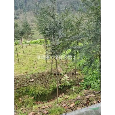 欒樹種植基地.出售米徑18公分全冠欒樹.成都欒樹種植基地