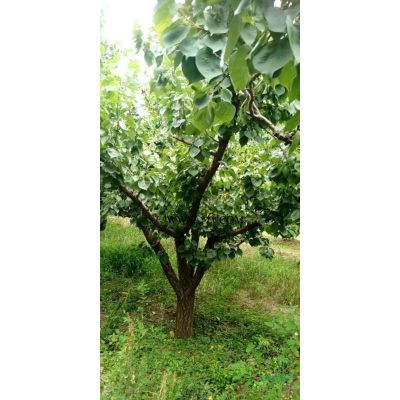 山西3公分紅楓價格，5公分價格怎么樣