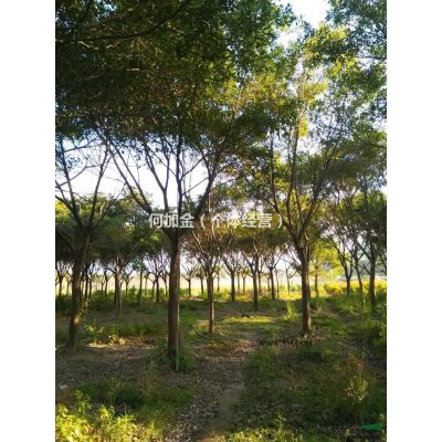 福建省漳州市供應綠庭院設計，紫薇樁景