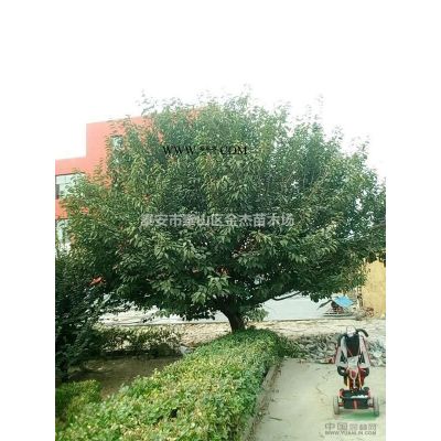 供應(yīng)櫻花，日本紅楓，美國紅楓，雞爪槭，復(fù)葉槭，七葉樹，杜仲