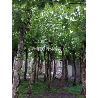 成都大量批發 紫薇花瓶量大從優 低價出售