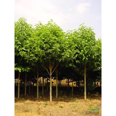 南京櫻花價格 日本櫻花價格 早櫻價格 櫻花基地