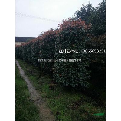 浙江寧波櫻花便宜||柴橋早櫻晚櫻新價(jià)格|寧波櫻花種植基地