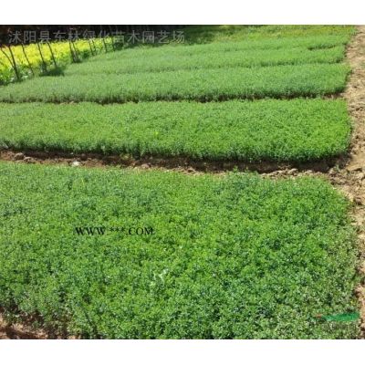 供應紫薇3-15公分、紫薇價格、紫薇圖片紫薇苗圃直銷