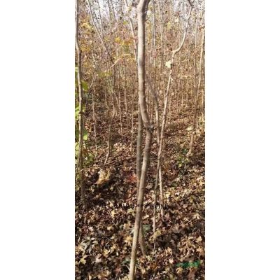 山西占地銀杏，大量出售8到15的銀杏