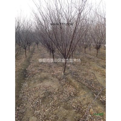 供應(yīng)流蘇，紫薇，構(gòu)樹，連翹，凌霄，金葉女貞，銀杏，