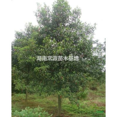 龍爪槐，海棗，棕櫚，蘇鐵，雪松，竹柏，銀杏