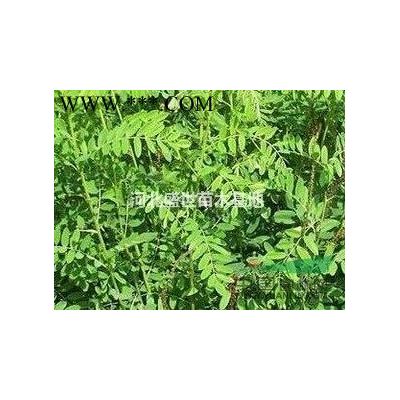 銀杏苗木的價(jià)格 *好的銀杏苗木