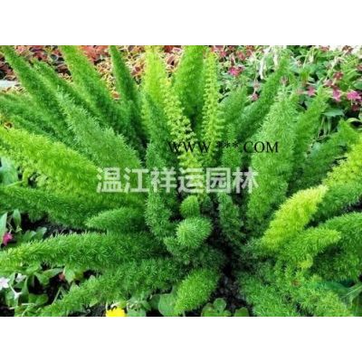 出售馬褂木