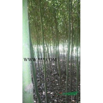 浙江黃山欒樹*新報價/黃山欒樹圖片