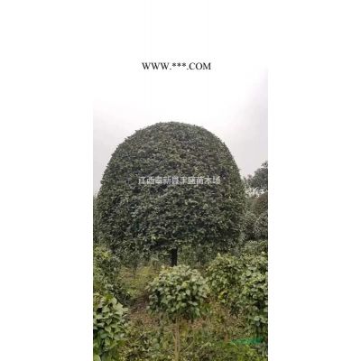 江西有大量竹柏、廣玉蘭、馬褂木 、榿木、紅花木蓮、紅葉李供應