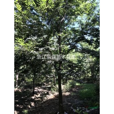 浙江供應(yīng)精品黃山欒樹價(jià)格 精品欒樹規(guī)格*