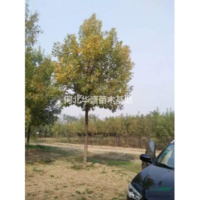 2021年春季欒樹批發(fā) 10公分欒樹價格