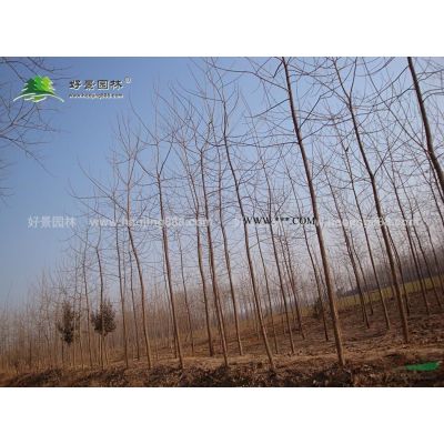 日本紅楓價格_日本紅楓產地_日本紅楓綠化苗木苗圃基地