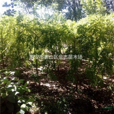 供應(yīng)皂角，五角楓，三角楓，元寶楓，馬褂木，苦楝，杜仲，紫荊