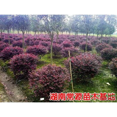 紅葉李，紅楓，紫薇，櫻花，垂絲海棠，西府海棠，花石榴，龍爪槐