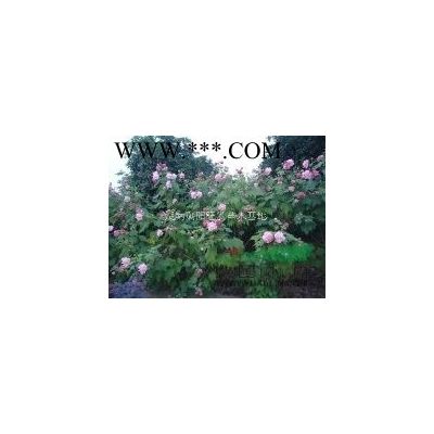 8公分紫薇，8公分紫薇價格，8公分紫薇圖片