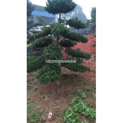 湖南地徑6----8公分紅葉李特價出售