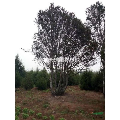 紅葉李價(jià)格？紫葉李價(jià)格？10公分紅葉李？12公分紅葉李價(jià)格？