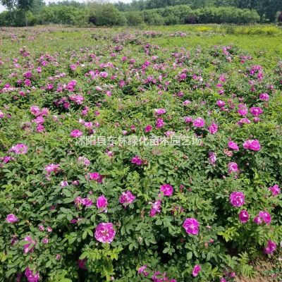 大量供應江蘇櫸樹價格、沭陽櫸樹綠化苗木工程苗