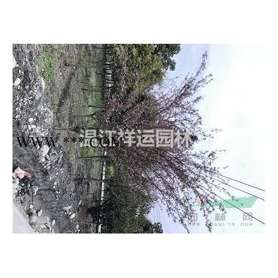 出售樸樹