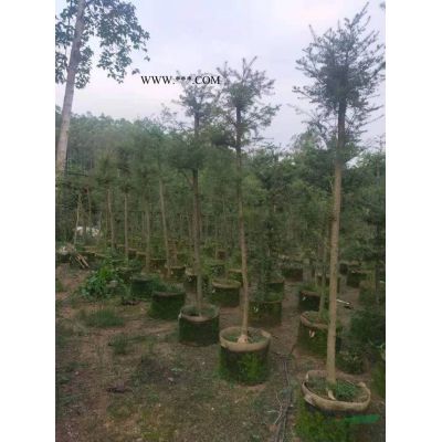 福建山櫻花苗，大小規格
