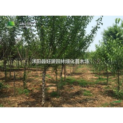 紫薇價格_紫薇圖片_紫薇產地_紫薇綠化苗木苗圃基地