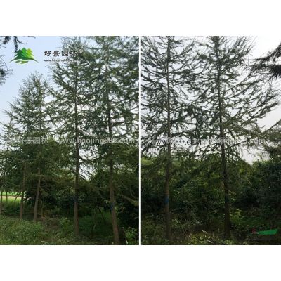紅葉李價格_紅葉李圖片_紅葉李產地_紅葉李綠化苗木苗圃基地
