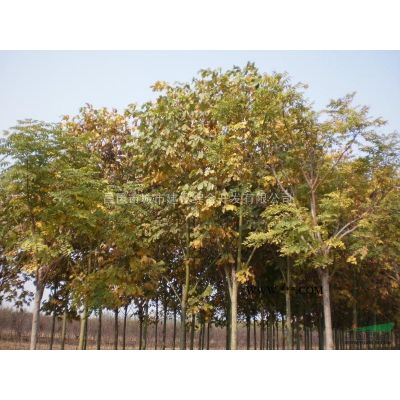 造型紅葉李