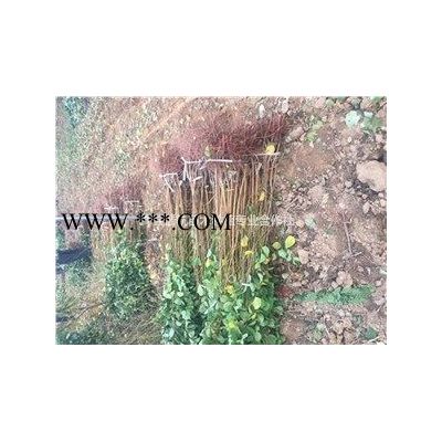 北欒樹3公分北欒-5公分北欒價格-5公分6公分8公分北欒