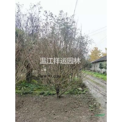 出售無患子