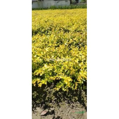 浙江櫻花介紹