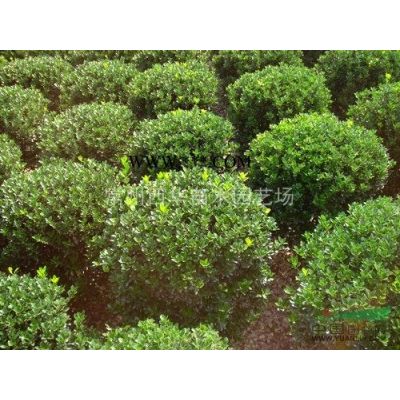 常州日本晚櫻基地報(bào)價(jià)/櫻花花期圖片/櫻花*新價(jià)格/櫻花*低價(jià)