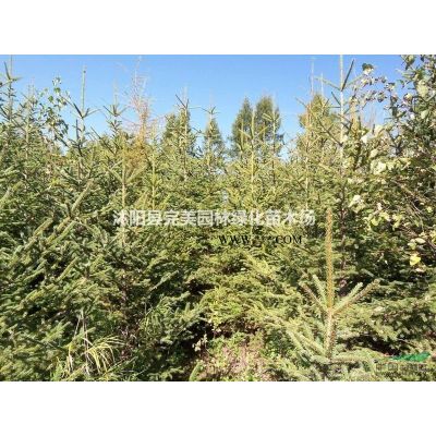 *新好品種美國(guó)紫薇_紅火箭紫薇_叢生美國(guó)紫薇