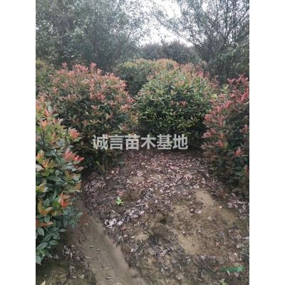 常州苗圃供應(yīng)垂絲海棠，紫薇，欒樹