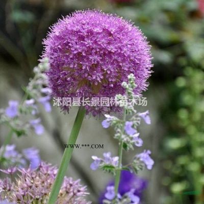 今年無患子種子賣多少錢一斤？去哪里能買到?