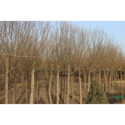 優(yōu)質(zhì)的欒樹種植基地 專業(yè)種植欒樹