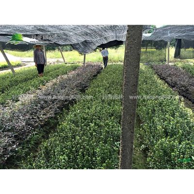 樸樹價格_樸樹圖片_樸樹產地_樸樹綠化苗木苗圃基地