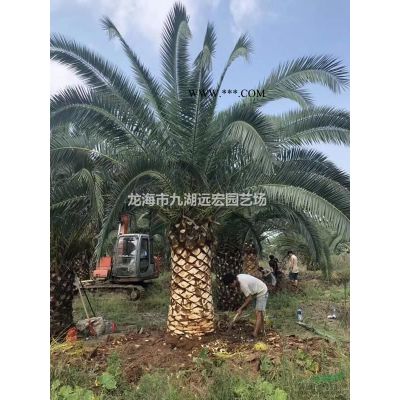 紫薇樹樁 紫薇盆景 造型紫薇 紫薇樁 紫薇樁景
