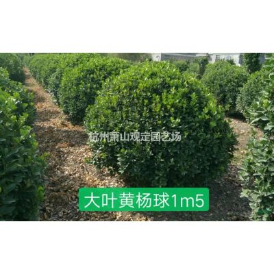浙江紫薇D5---D15cm紫薇圖片