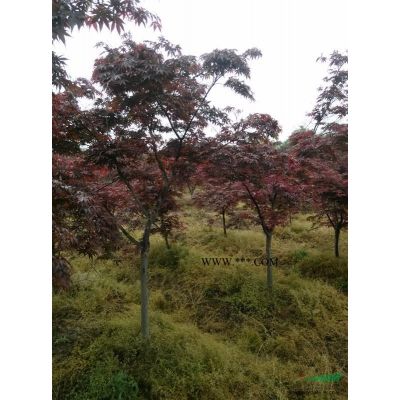 紅楓價格5公分紅楓 8公分紅楓價格 10公分紅楓價格