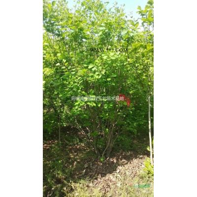 供應叢生玉蘭、叢生黃櫨、叢生紫薇、叢生山茱萸、叢生月季等0