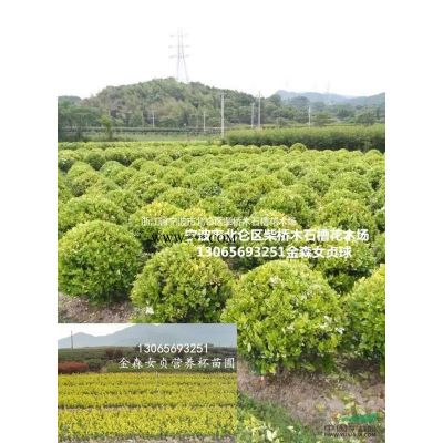 浙江寧波紅楓便宜|柴橋|紅楓*新價(jià)格|寧波柴橋紅楓種植基地批